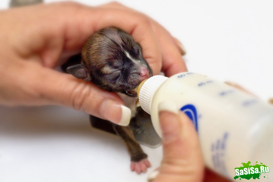 Самый маленький щенок в мире был назван в честь певицы Бейонсе (6 фото)