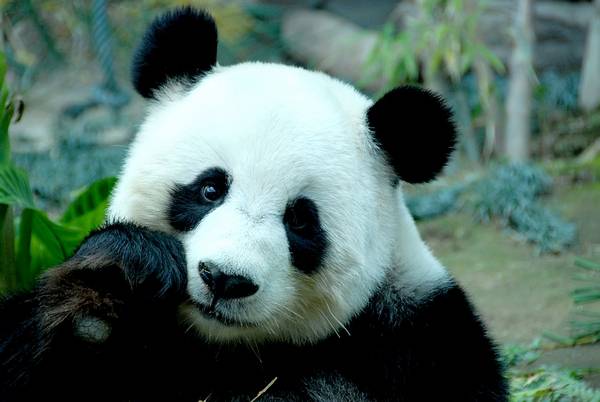 Гигантская панда (17 фото)