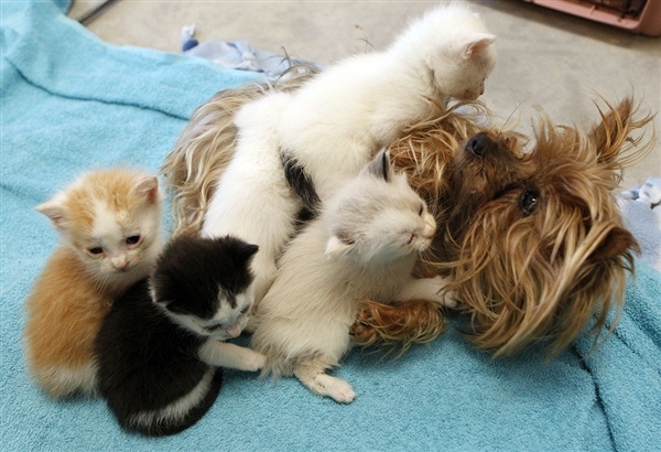 Маленький йоркширский терьер заменил котятам-сиротам маму (8 фото)
