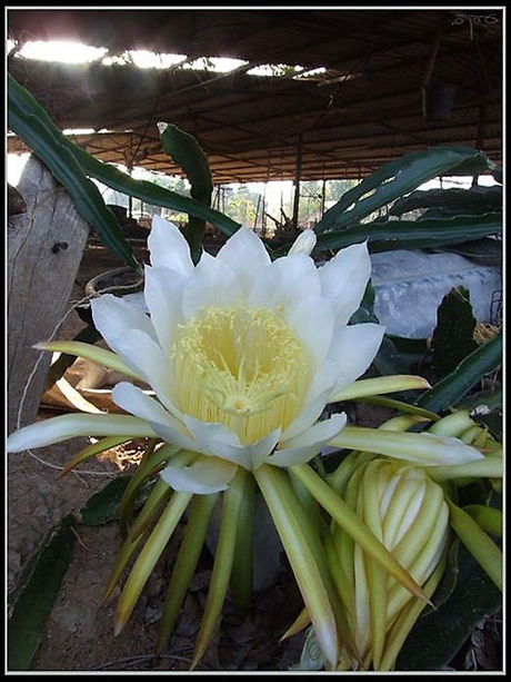 Цветок Паттайя или фрукт дракона (11 фото)