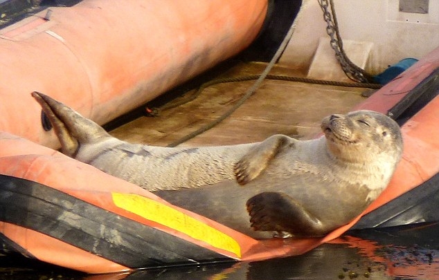 Довольный жизнью тюлень принимает солнечную ванну на заброшенной лодке (3 фото)