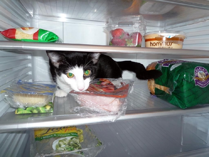 Коты в холодильниках (20 фото)