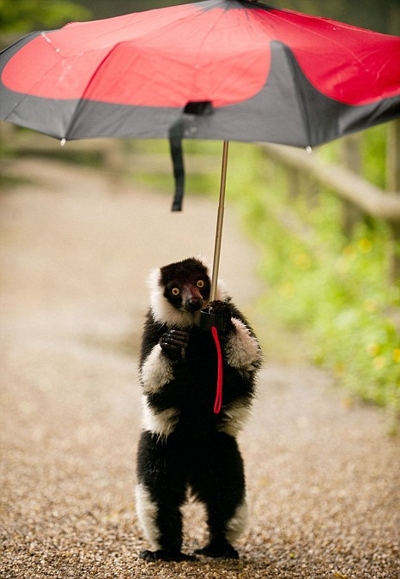 Лемур прогулялся под зонтиком (3 фото)