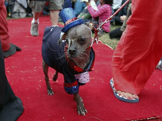 Магли стал самым уродливым псом в мире (6 фото)