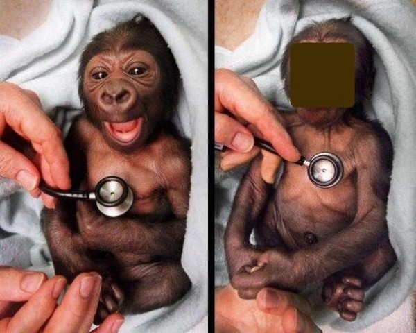 Малыш гориллы и его реакция на стетоскоп (1 фото)