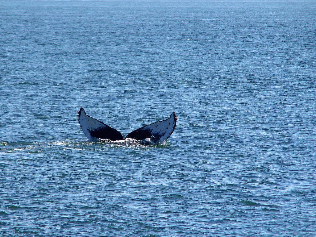 Самый одинокий кит в мире (3 фото)