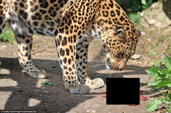 Обокрал леопарда:) (3 фото)