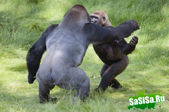 Встреча братьев-горилл после 3 лет разлуки (7 фото)