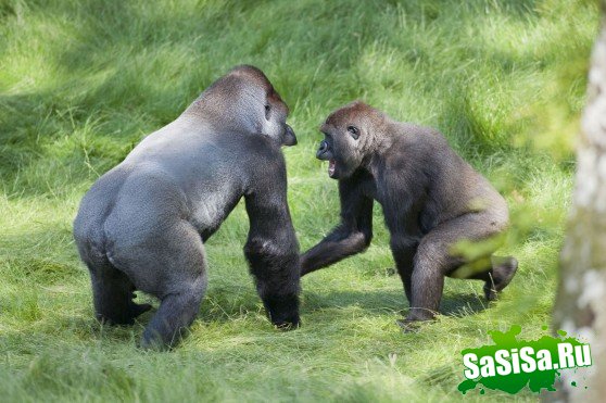 Встреча братьев-горилл после 3 лет разлуки (7 фото)