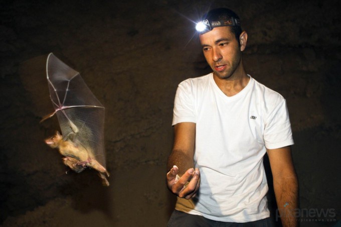 Изучение летучих мышей в Израиле (4 фото)
