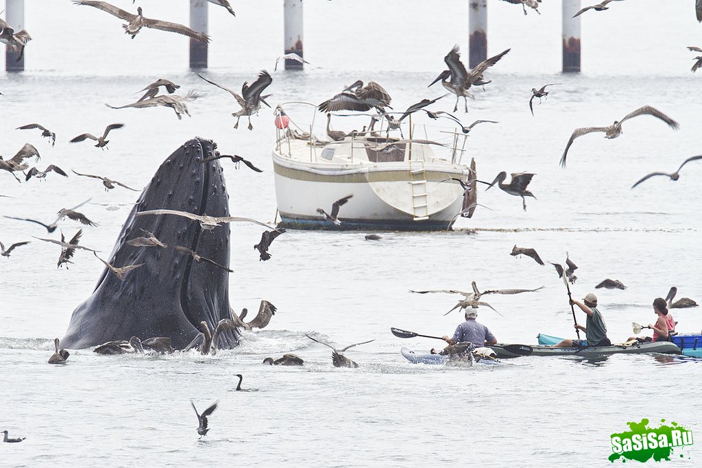 Горбатые киты у побережья Калифорнии (4 фото)
