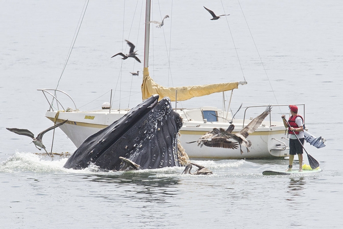 Горбатые киты у побережья Калифорнии (4 фото)