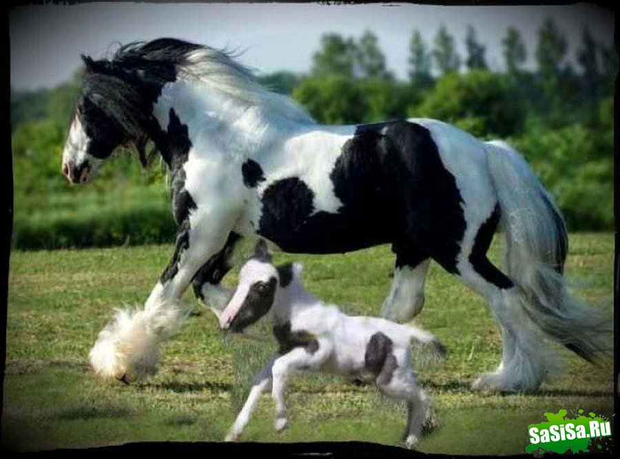Самая маленькая лошадка в мире (12 фото)