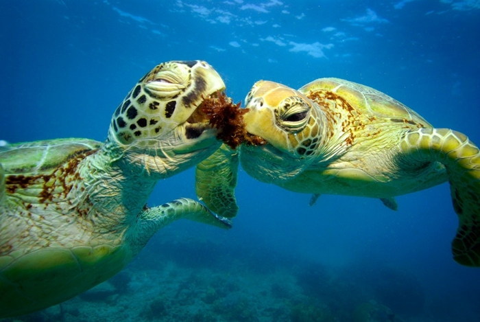 Шелли и Кейси — зелёные черепахи (11 фото)