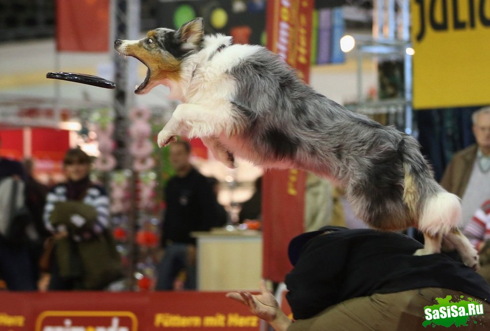 Выставка животных Heimtiermesse Berlin 2012 (14 фото)
