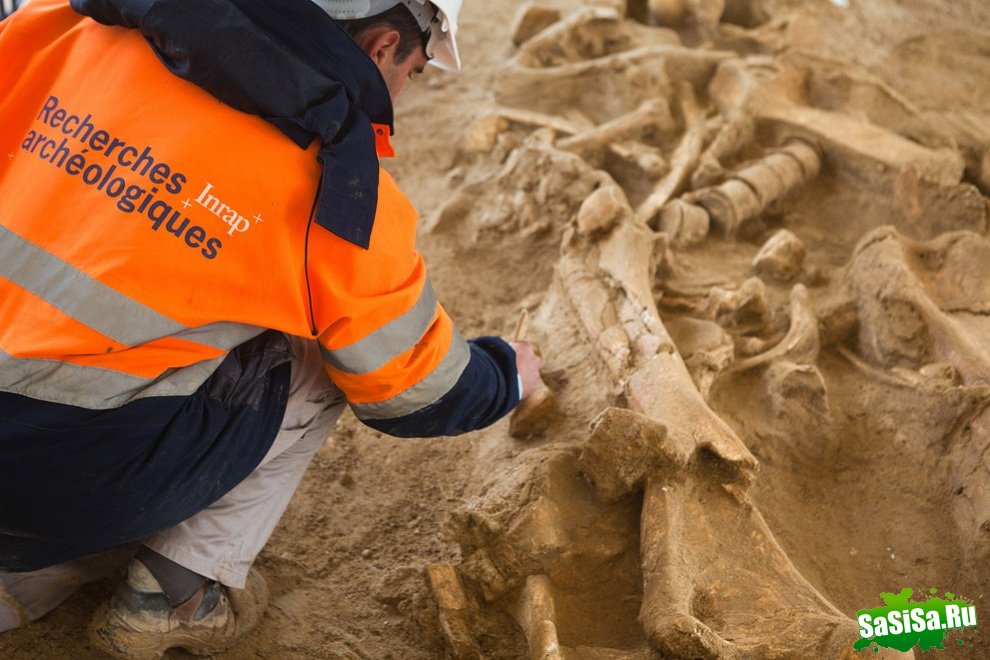 Французские археологи нашли останки мамонта (9 фото)