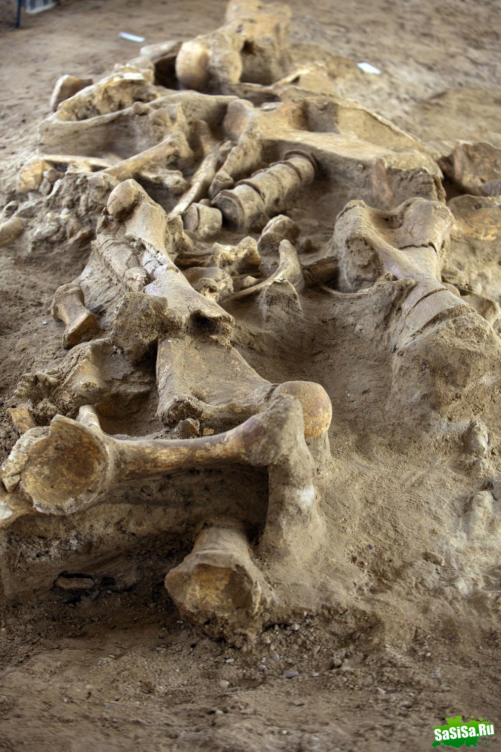Французские археологи нашли останки мамонта (9 фото)