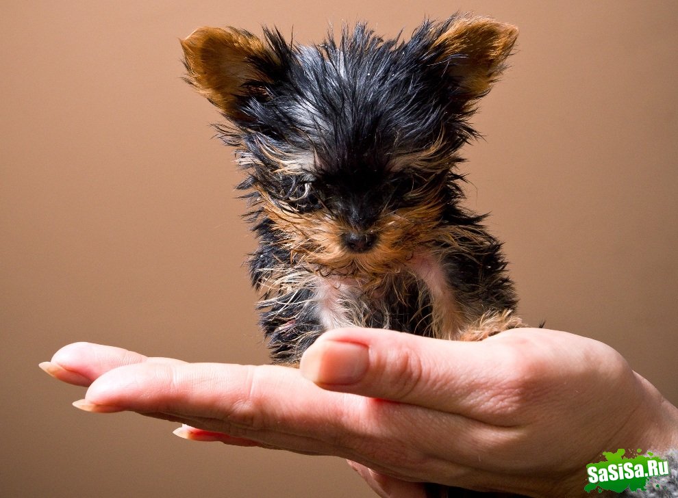 Самая маленькая собака в мире (9 фото)