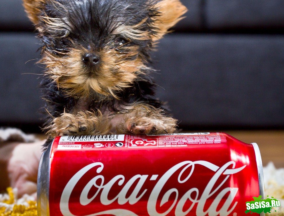Самая маленькая собака в мире (9 фото)
