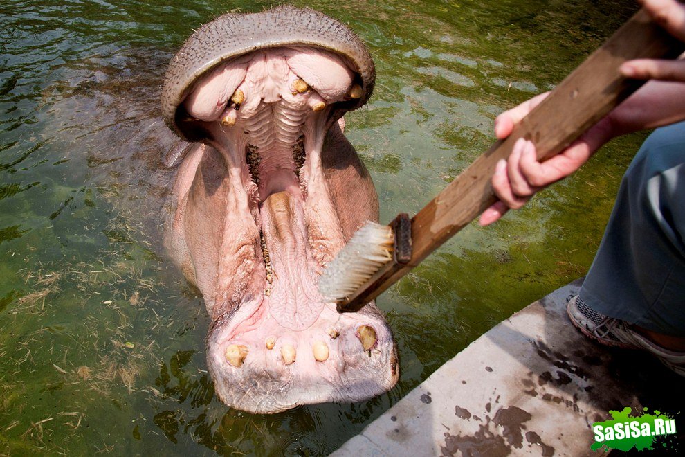 Бегемот, любящий чистить зубы (7 фото)