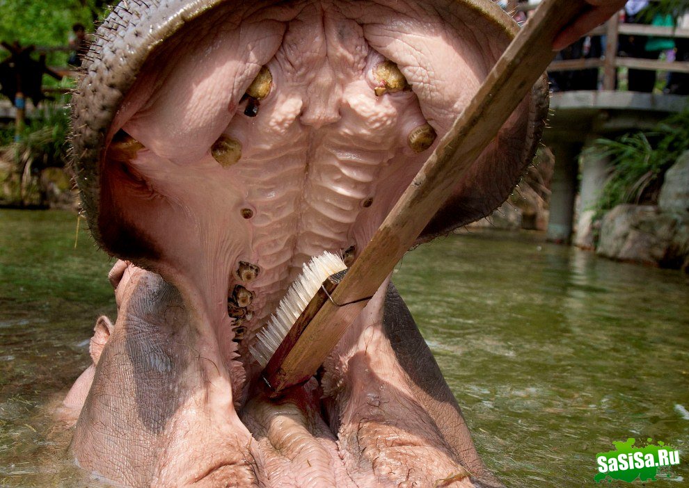Бегемот, любящий чистить зубы (7 фото)