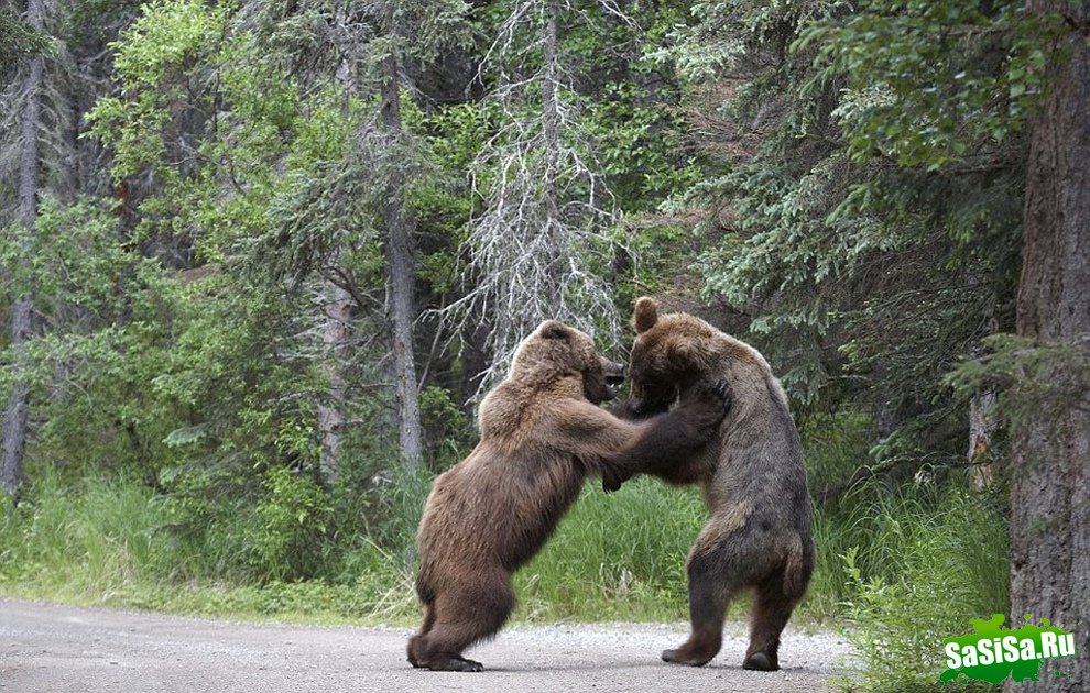 Медвежий конфликт (7 фото)