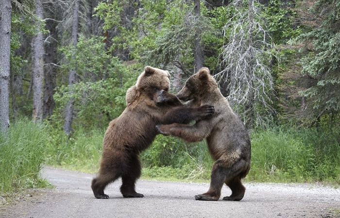 Медвежий конфликт (7 фото)
