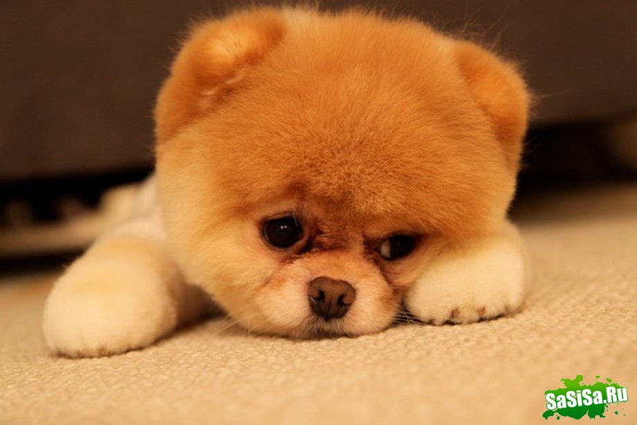 Boo – самая симпатичная собака в мире (15 фото)