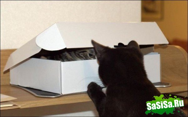Два кота и всего лишь одна коробка (3 фото)