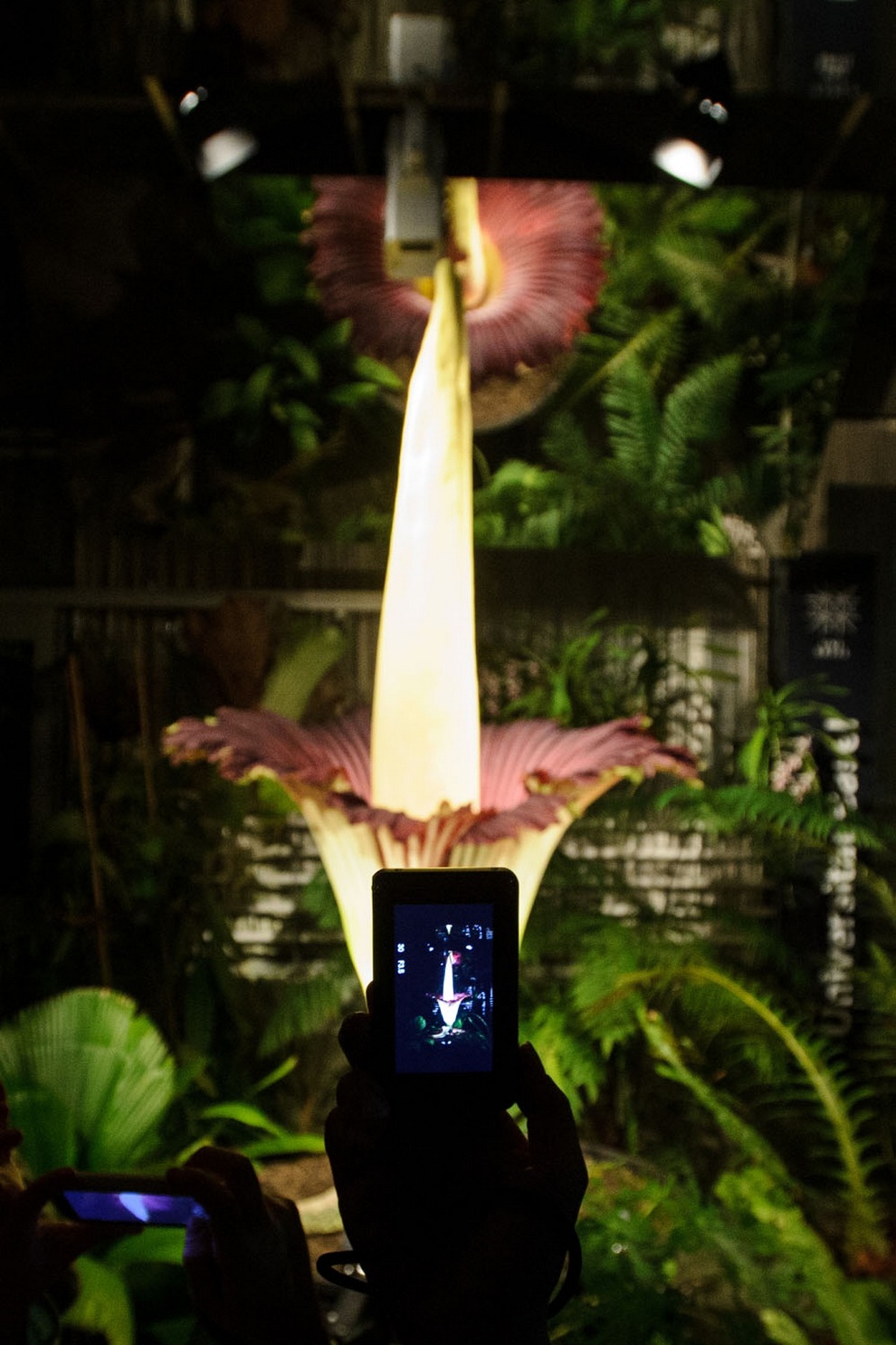 Самый большой в мире цветок с запахом разлагающейся плоти (2 фото)