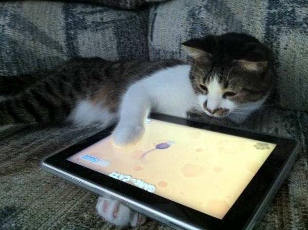 Котам из Дубая покупают личные iPad (3 фото)
