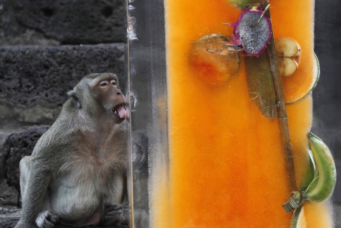 В Таиланде устроили фуршет для обезьян (5 фото)