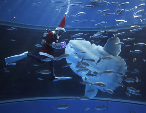 Подводный Санта-Клаус (5 фото)