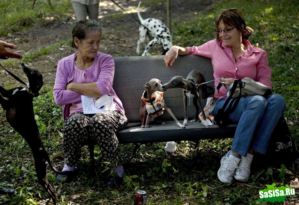 Осенняя выставка собак на Кубе (12 фото)