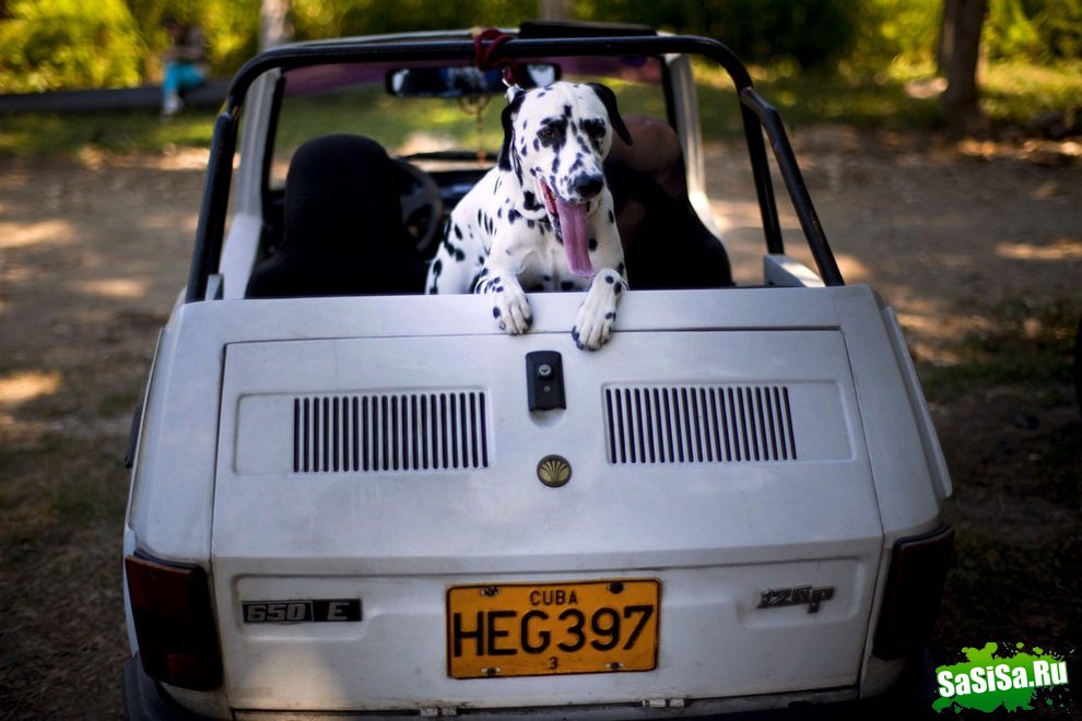 Осенняя выставка собак на Кубе (12 фото)