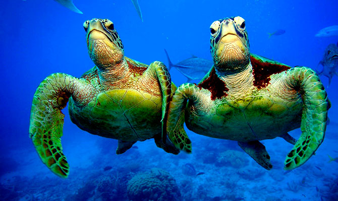 Зелёные черепахи на Большом Барьерном рифе (9 фото)