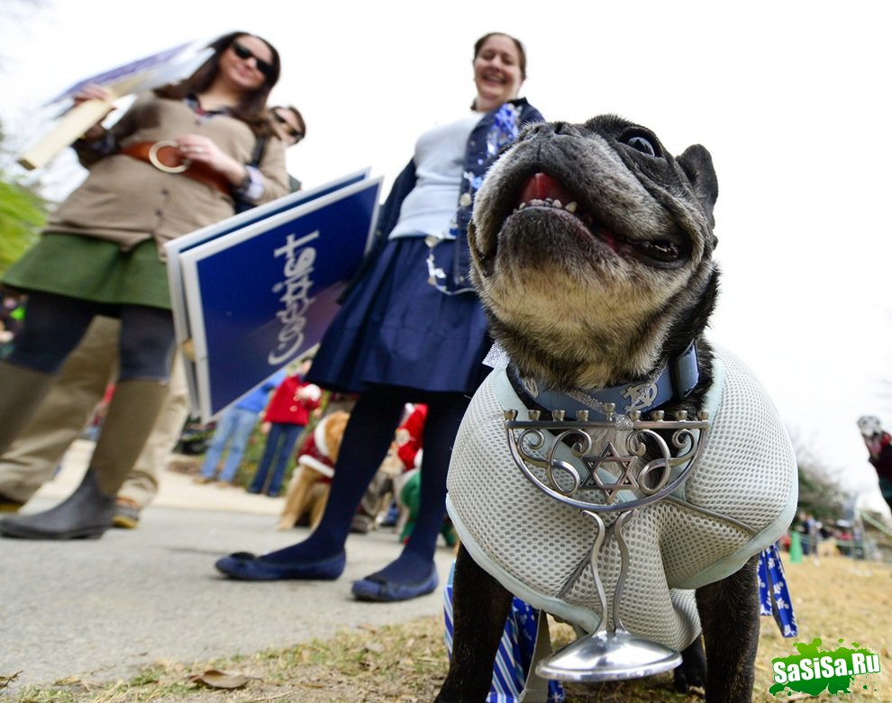 Reindog Parade 2012:      (9 )