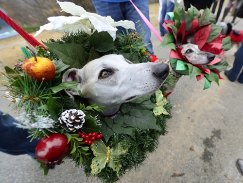 Reindog Parade 2012: Рождественский парад собак в Атланте (9 фото)