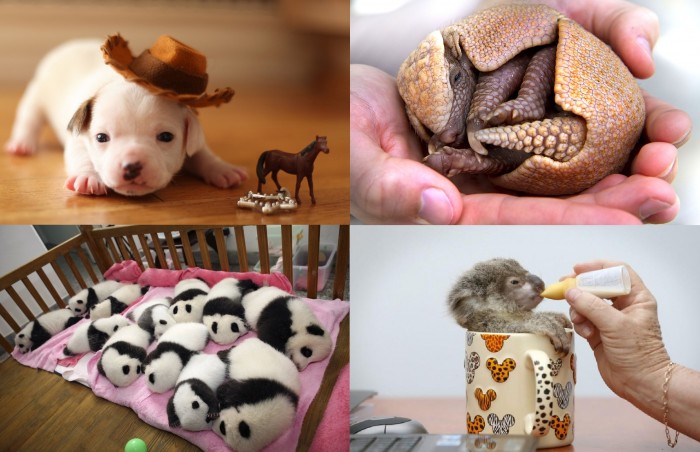 Лучшие фотографии детенышей животных в 2012 году (29 фото)