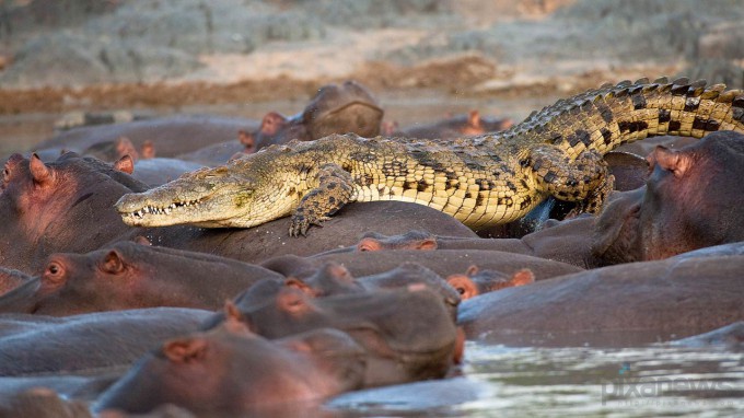 Крокодил стал жертвой бегемотов (4 фото)