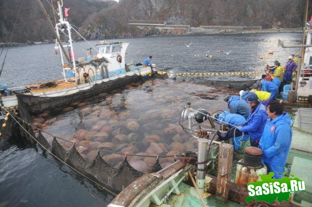 Гигантские медузы вторглись в воды Японии (9 фото)