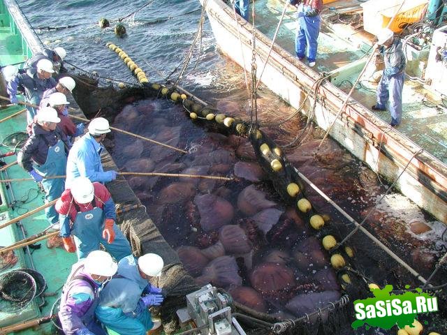 Гигантские медузы вторглись в воды Японии (9 фото)