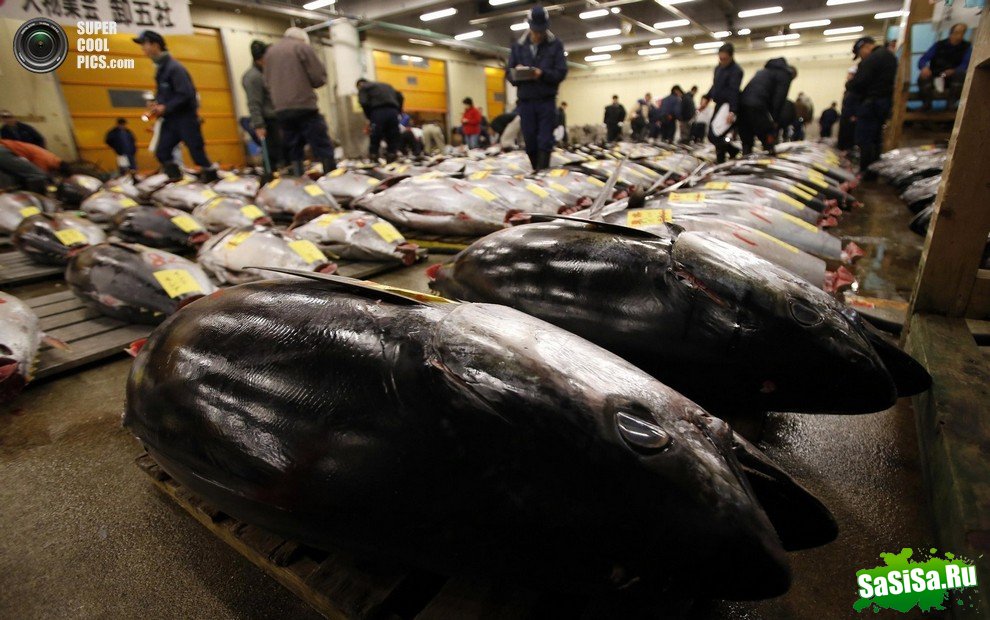 В Японии продан самый дорогой тунец в мире (12 фото)