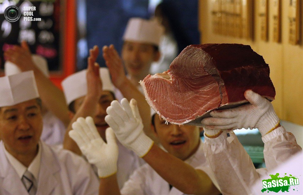 В Японии продан самый дорогой тунец в мире (12 фото)
