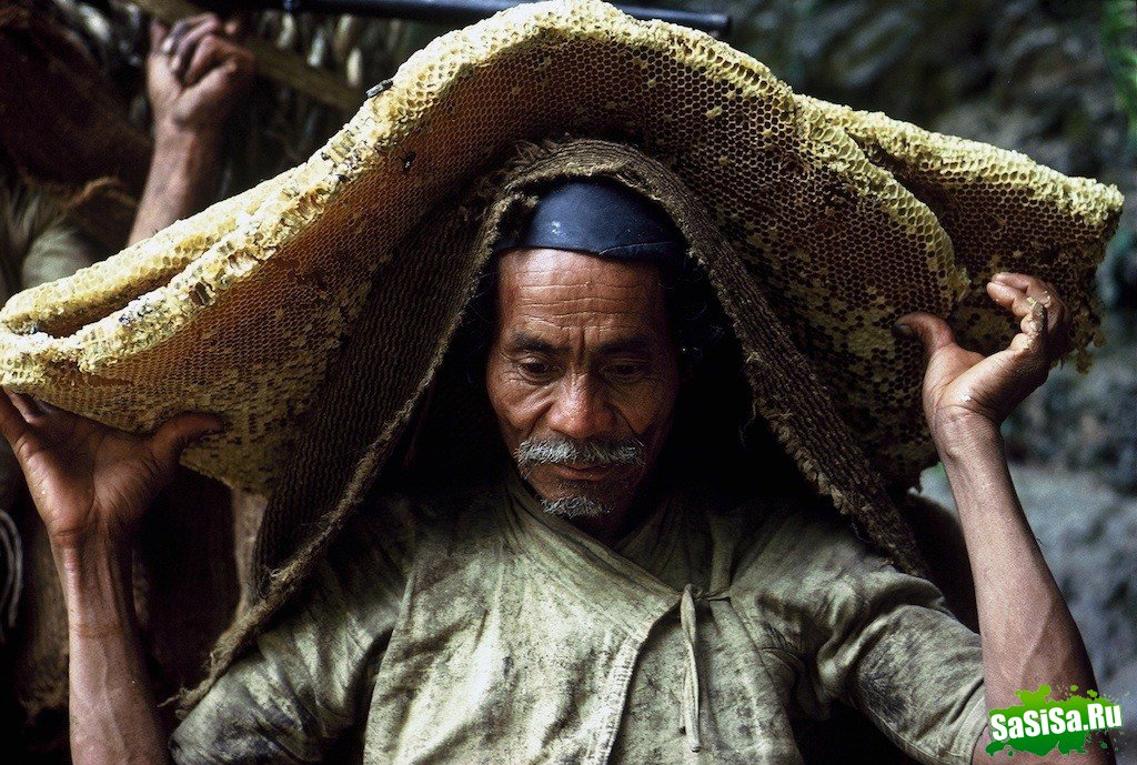 Собиратели меда в Непале (14 фото)