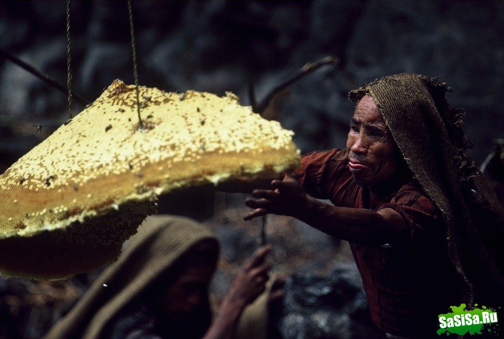Собиратели меда в Непале (14 фото)