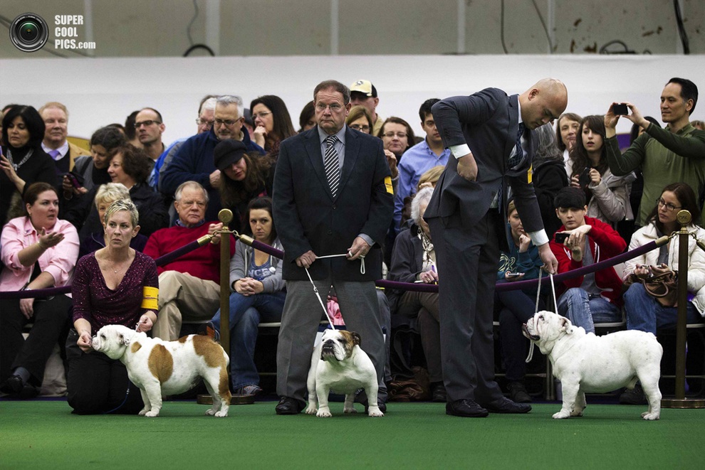 137-   Westminster Kennel Club (15 )