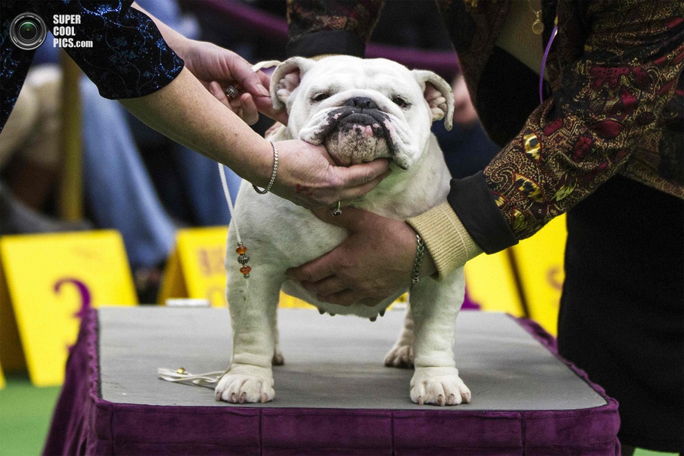 137-   Westminster Kennel Club (15 )