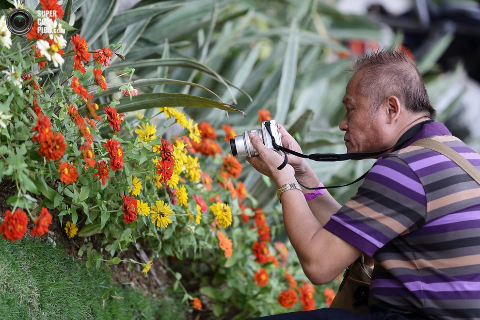   Sentosa Flowers 2013 (11 )