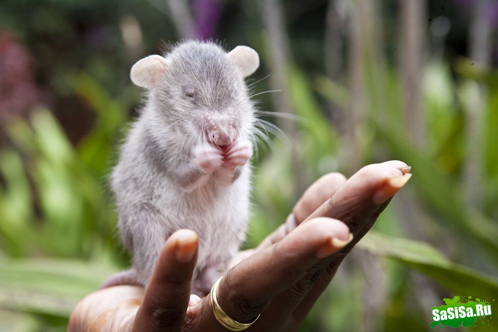 Крысы-саперы (15 фото)